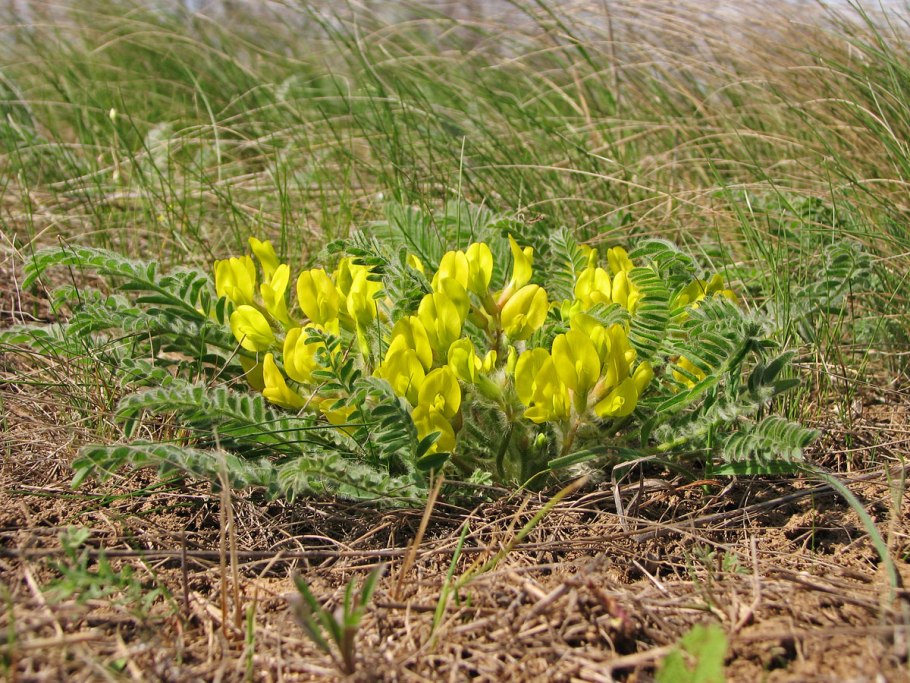 Astragalus longipetalus