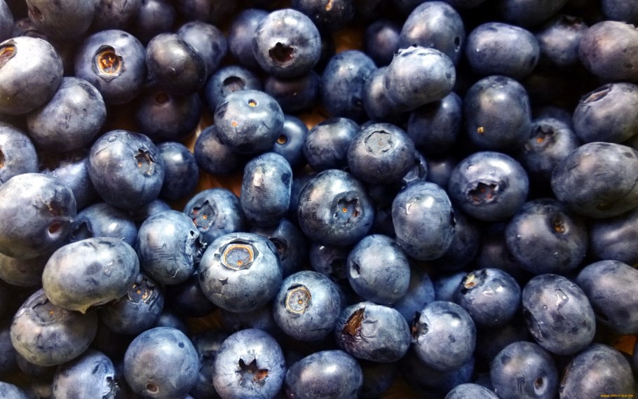 Черника голубика