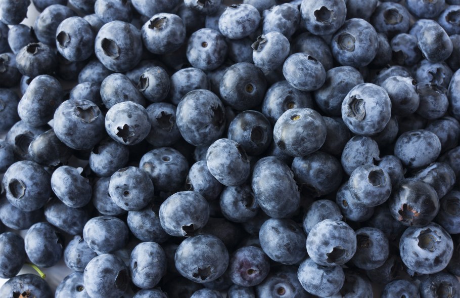 Черника голубика