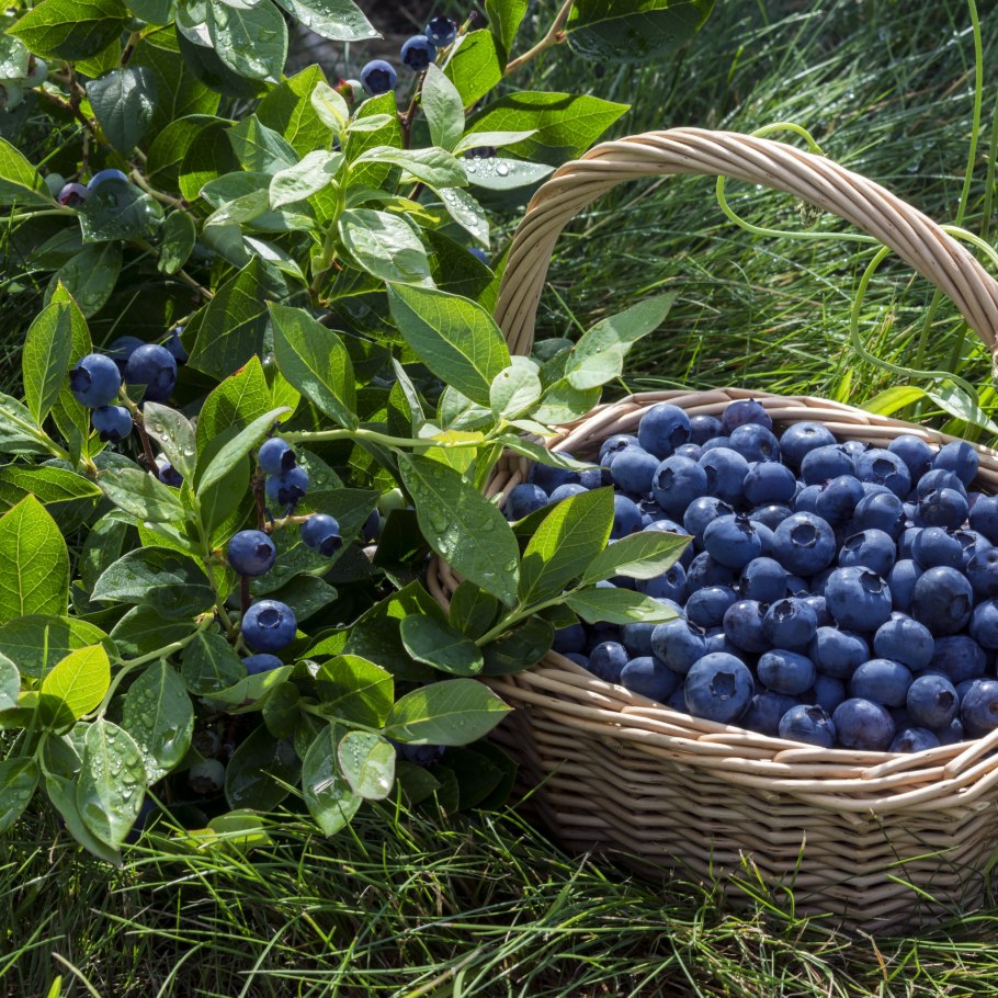 Черника (vaccinium myrtillus)