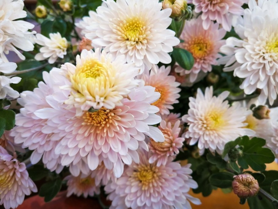 Хризантема мультифлора Липстик