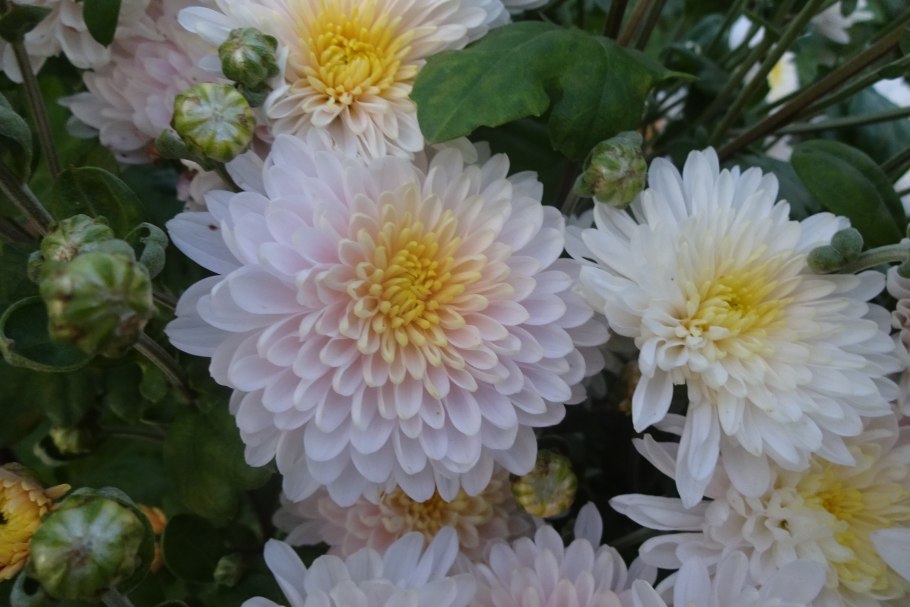 Хризантема яблоневый цвет