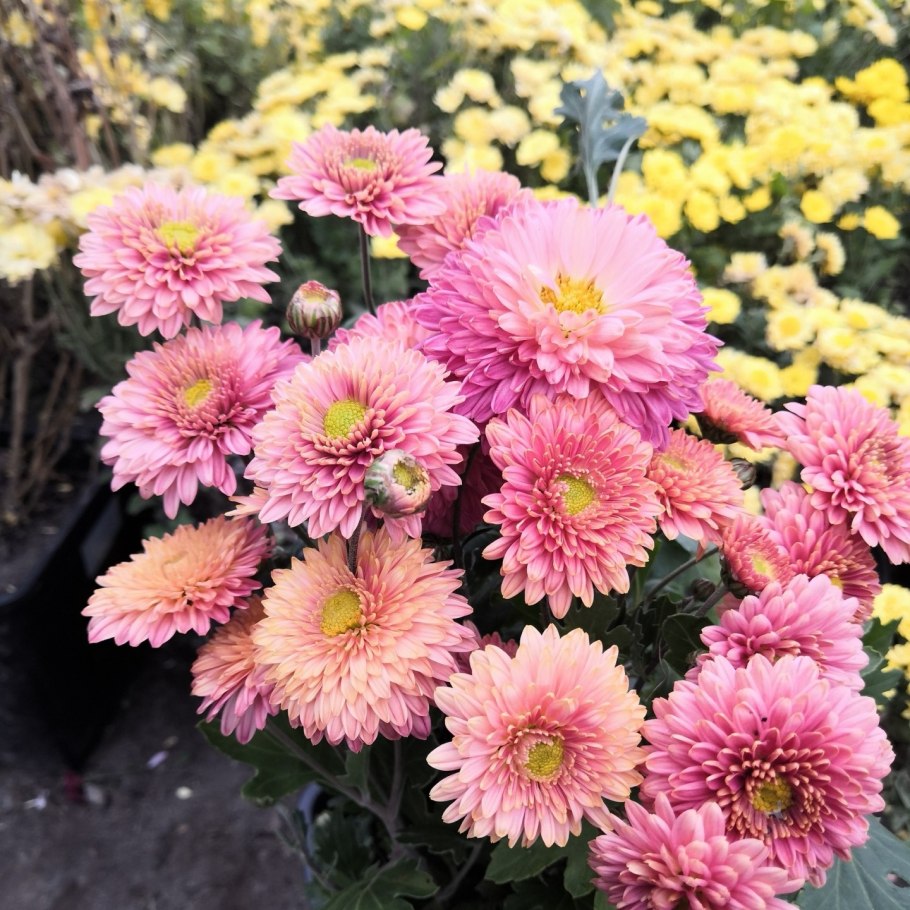 Хризантема Мариэлла Пурпл