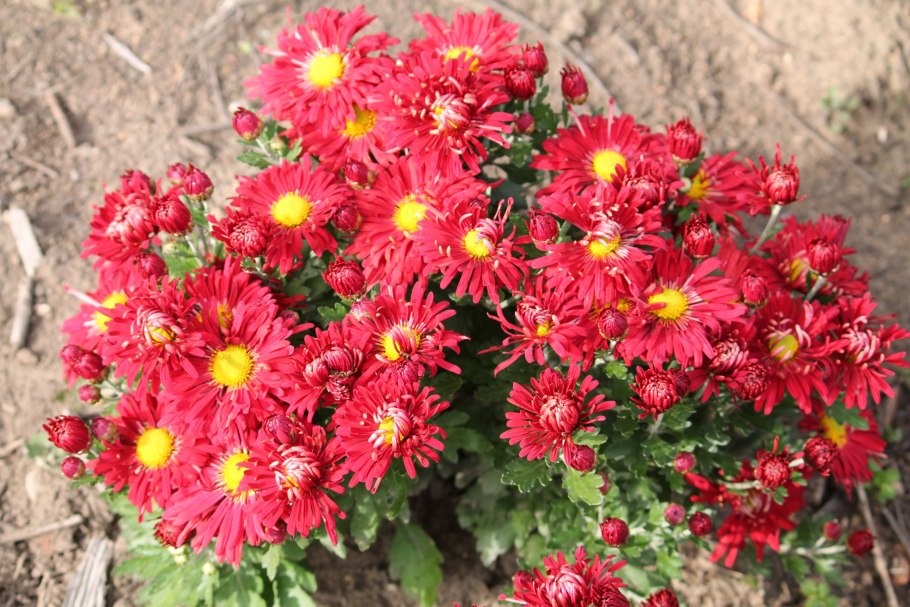 Хризантема корейская Амбрия