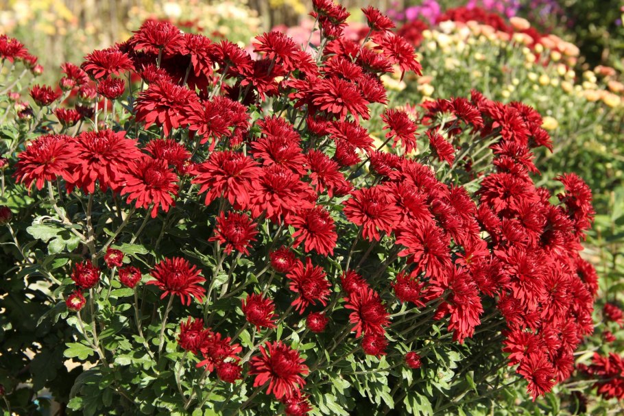 Хризантема корейская амбрия