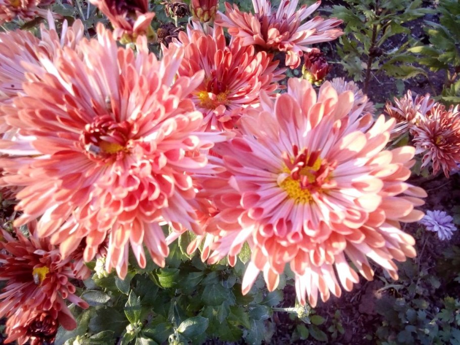 Хризантема корейская Густав