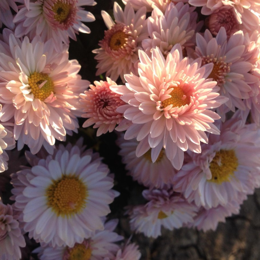 Хризантема мультифлора арктис