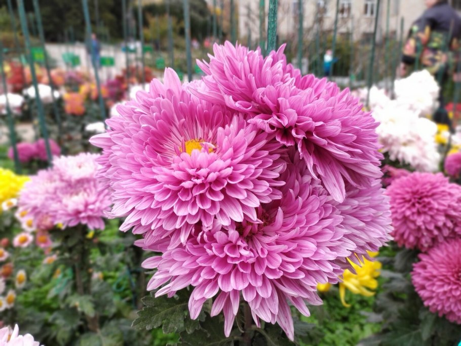 Хризантемы садовые