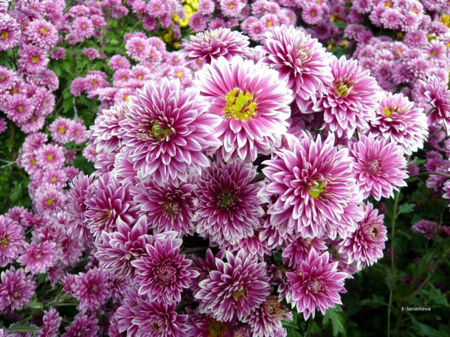 Хризантема мультифлора салмон