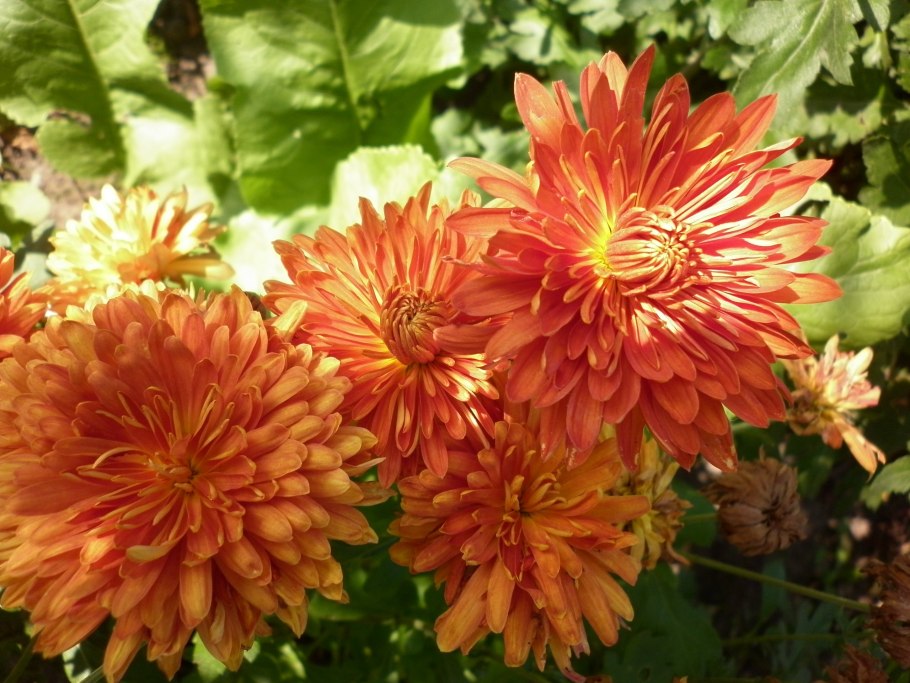 Хризантема корейская осеннее Рандеву