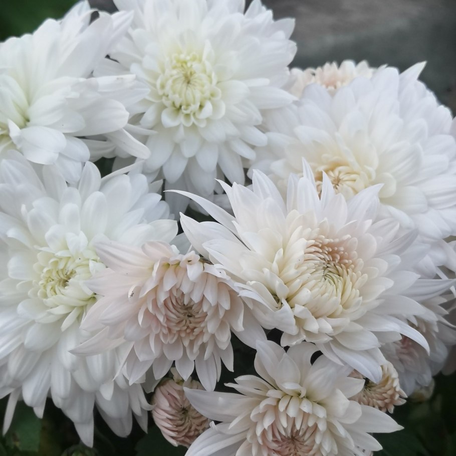 Хризантема мультифлора белая