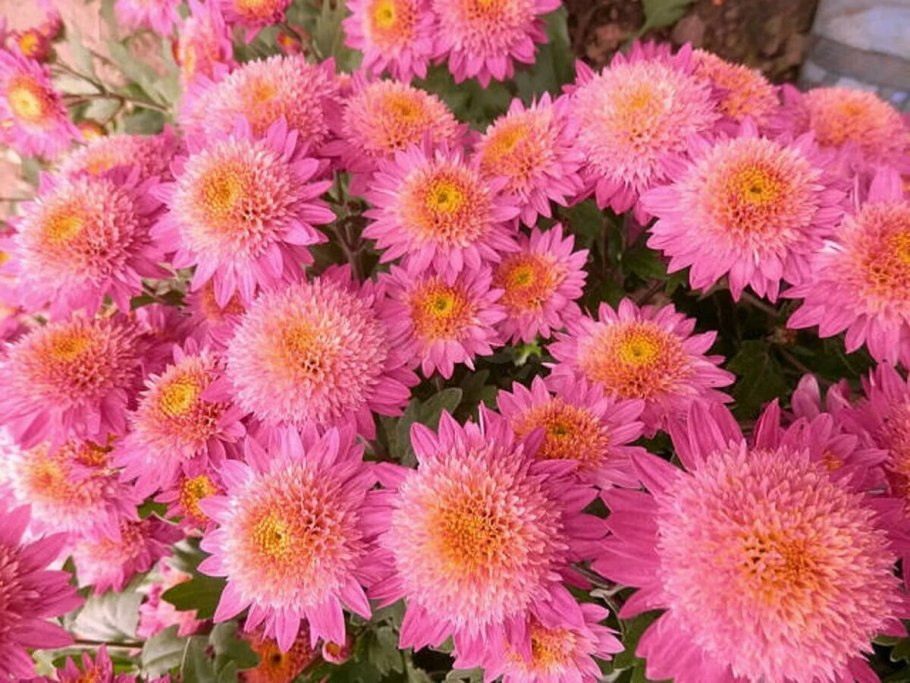 Хризантема корейская розалинда