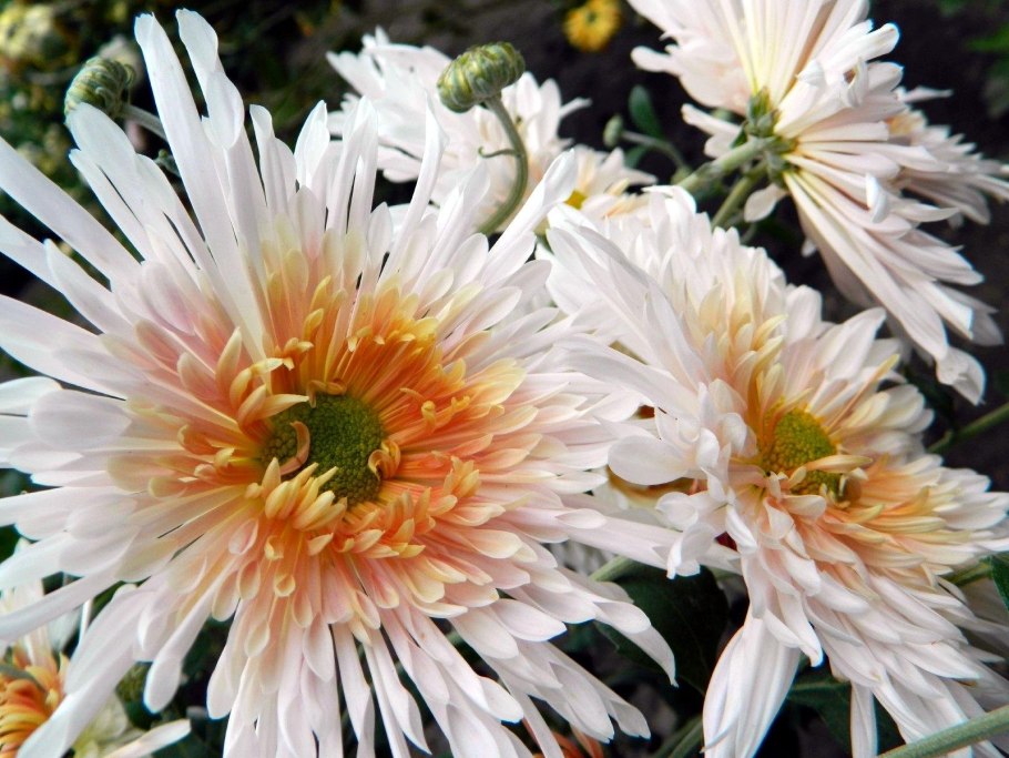 Осенний вальс хризантема корейская