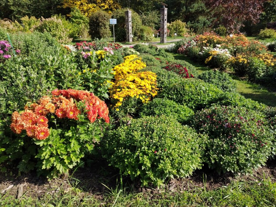 Хризантема мультифлора шаровидная клумба