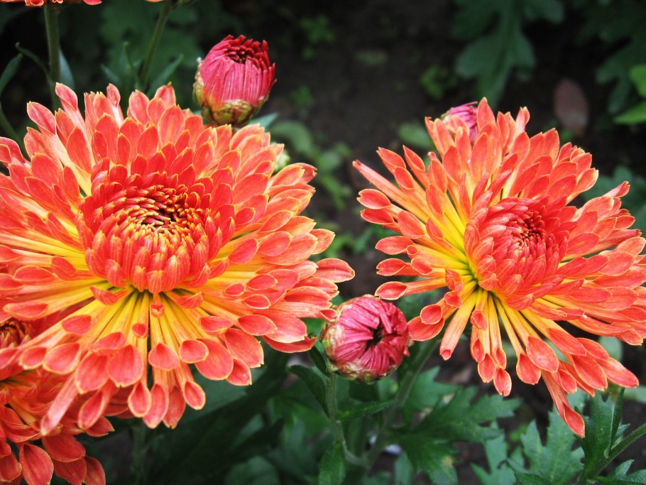 Хризантема индийская фуджи бронз