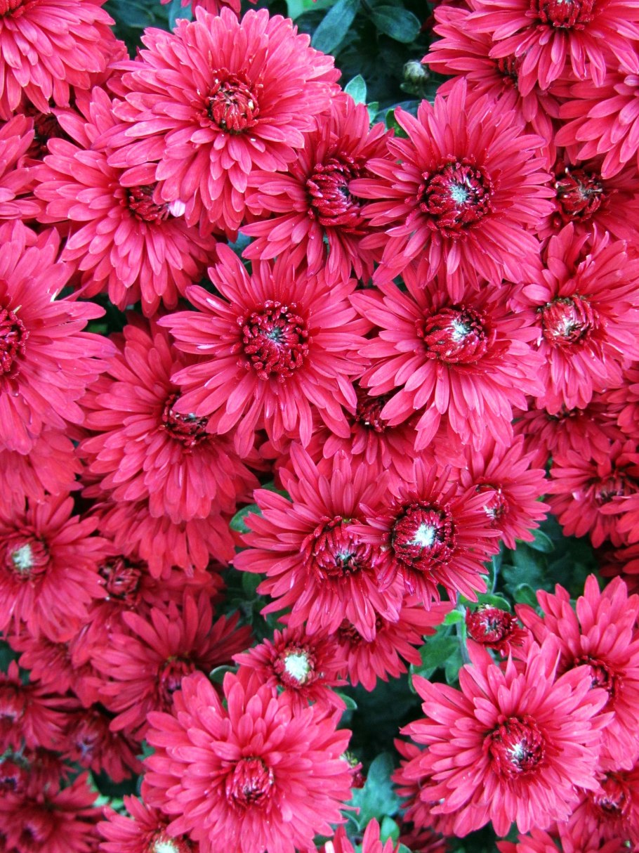 Хризантема корейская липстик