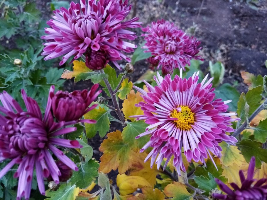 Осенние хризантемы