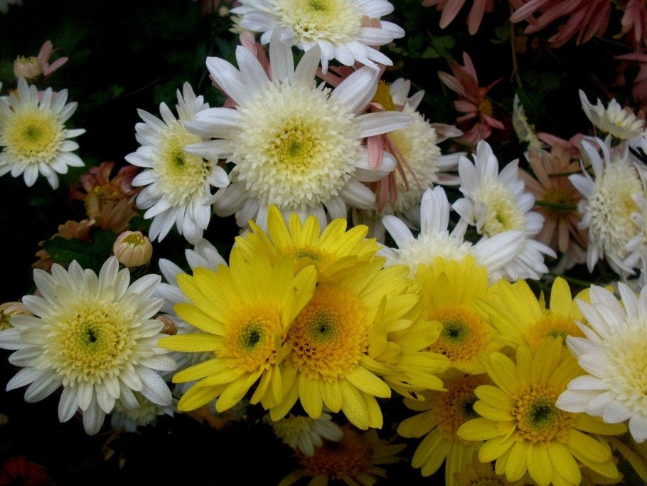 Хризантема корейская Чудесница