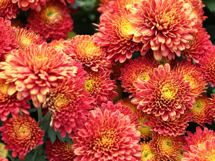 Хризантема корейская резея