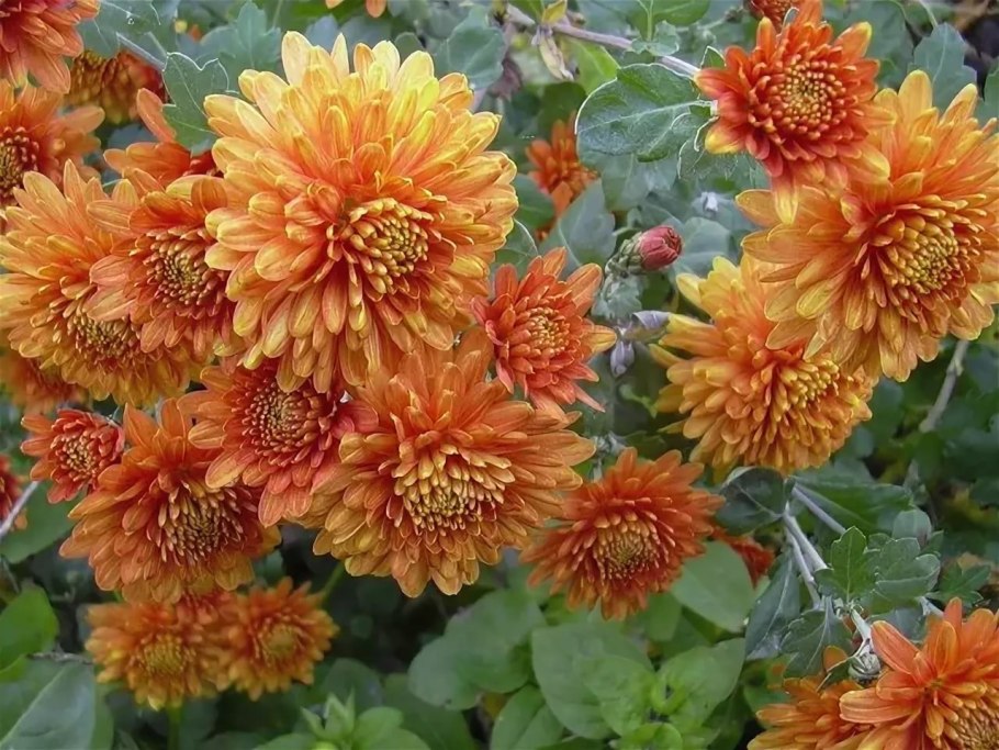 Хризантема корейская Сударушка