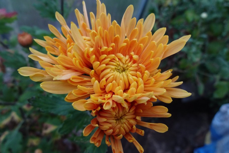 Хризантема корейская стожары