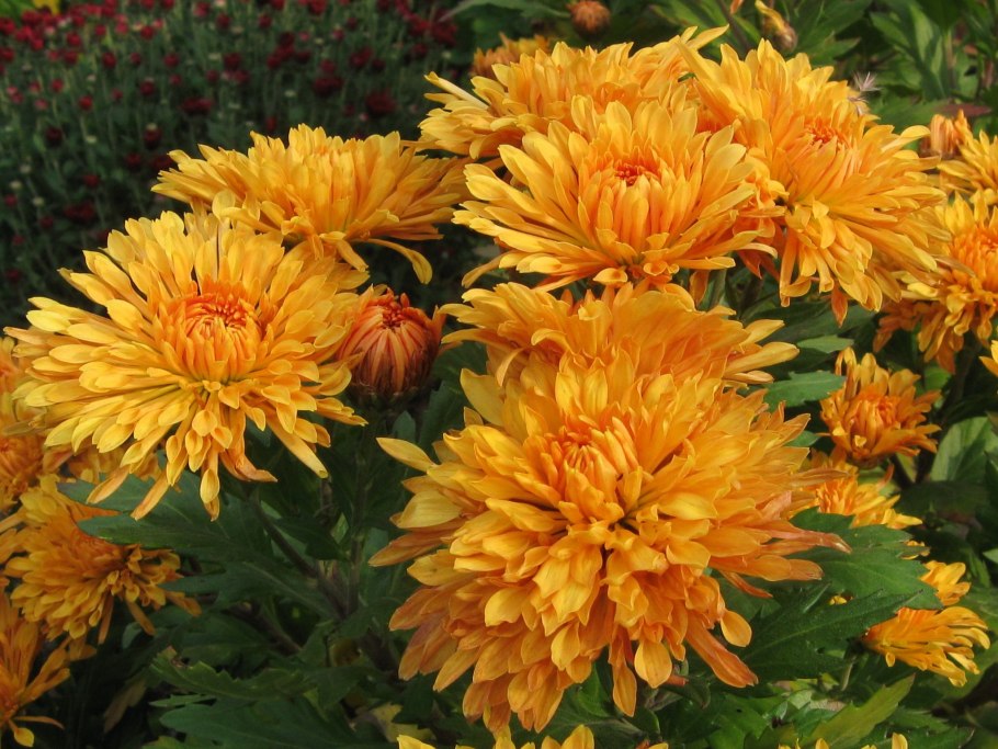 Хризантема корейская (Chrysanthemum koreanum