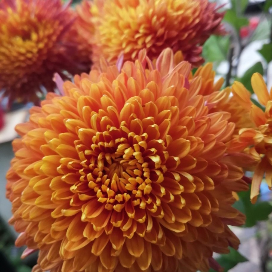 Хризантема корейская (Chrysanthemum koreanum