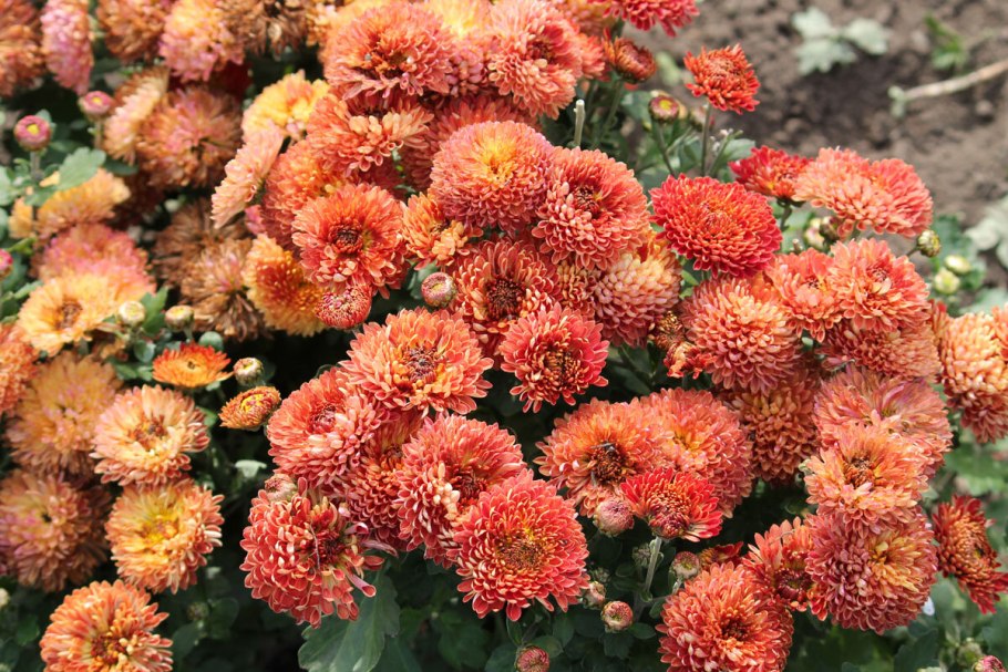 Хризантема корейская резея