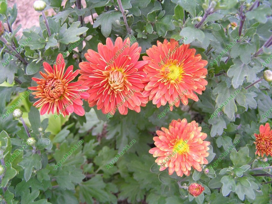 Хризантема сорт зефир