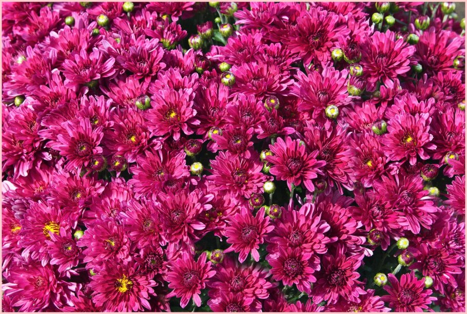 Хризантема корейская лелия