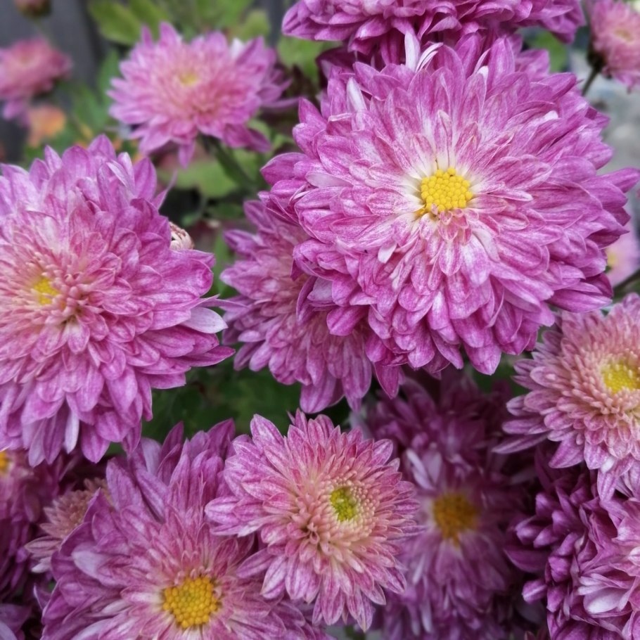 Хризантема корейская элен вайт