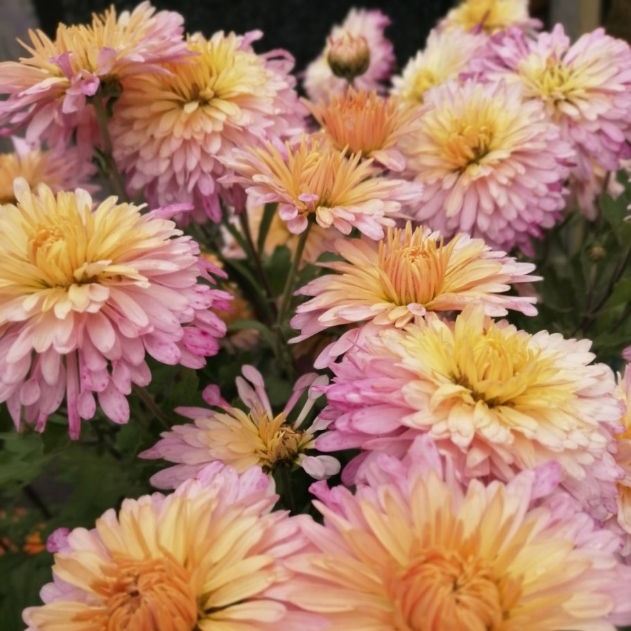 Хризантема корейская (chrysanthemum x koreanum)