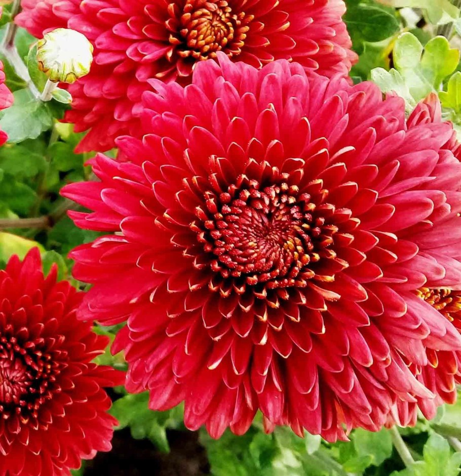 Хризантема корейская (Chrysanthemum x koreanum)
