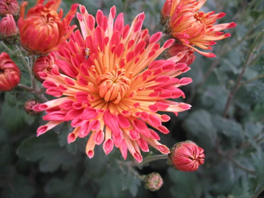 Корейская хризантема олина