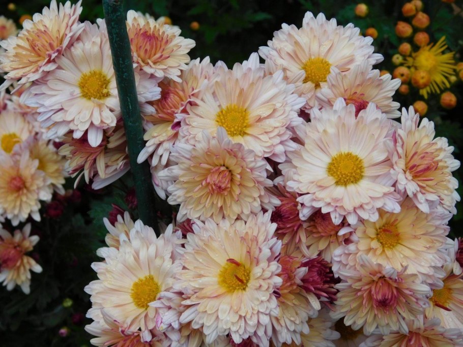 Хризантема эвелин буш