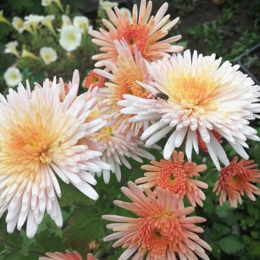 Хризантема корейская мультифлора