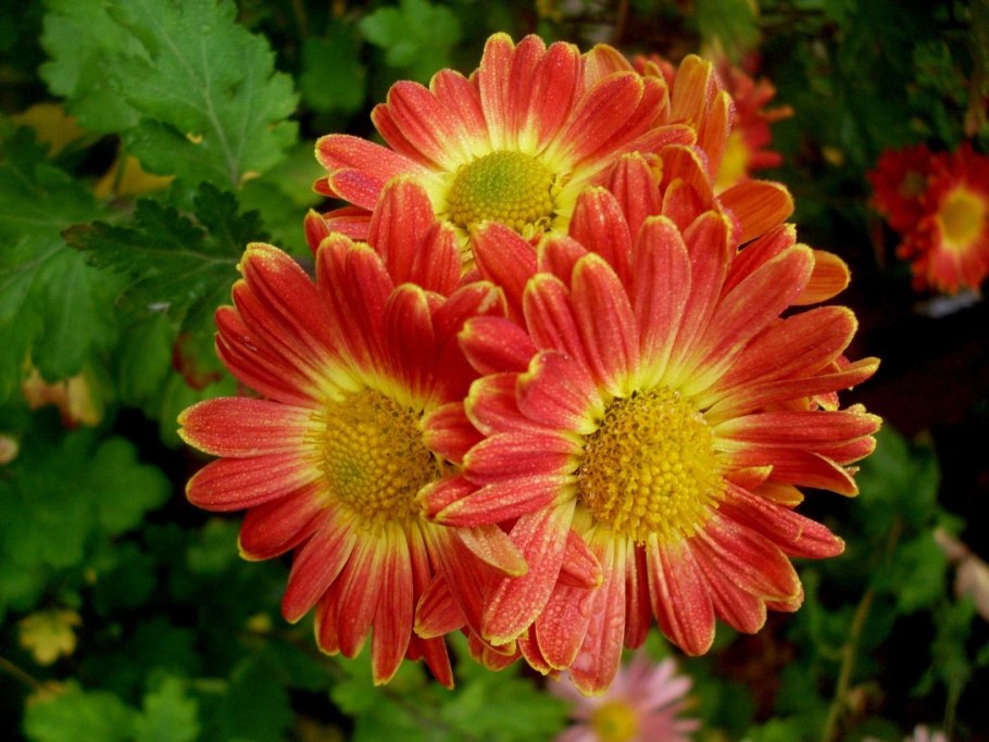 Хризантема корейская (Chrysanthemum x koreanum)
