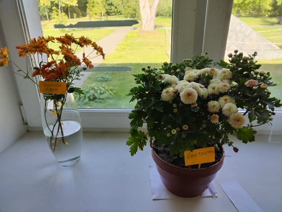 Хризантема мультифлора салмон