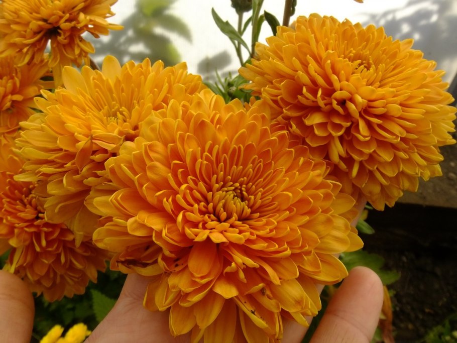 Хризантемы корейские