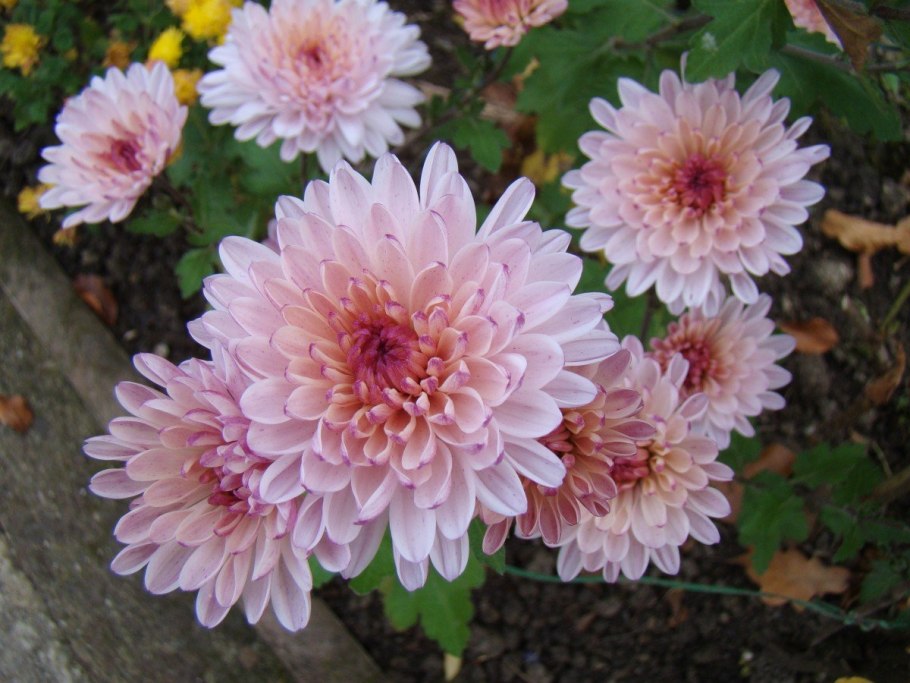 Хризантема розалинда