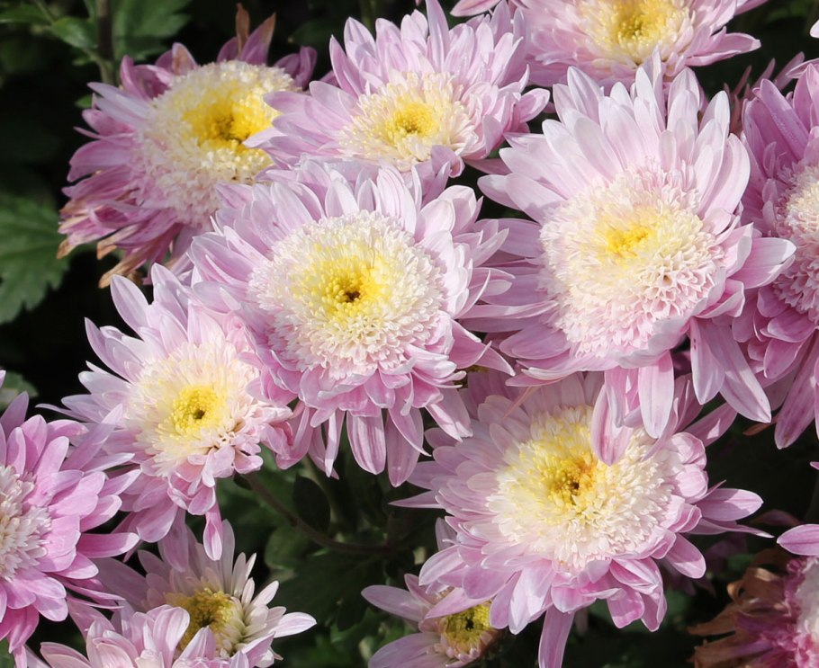 Хризантема метеор