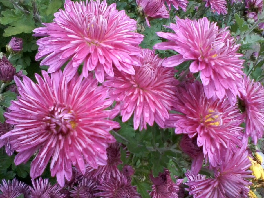 Хризантема корейская серебряная ладья