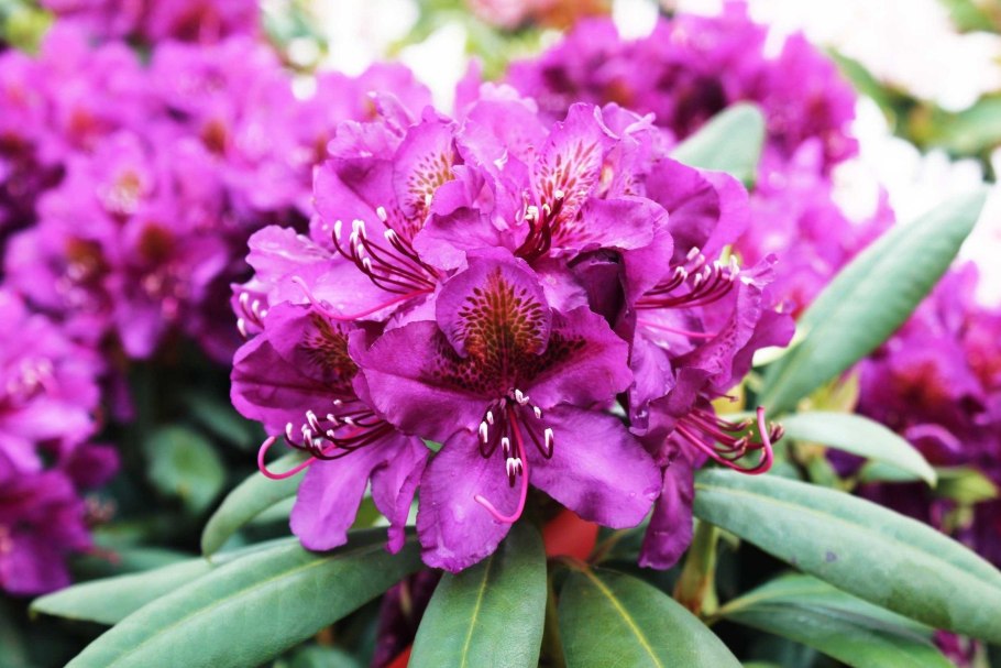 Рододендрон гибридный распутин