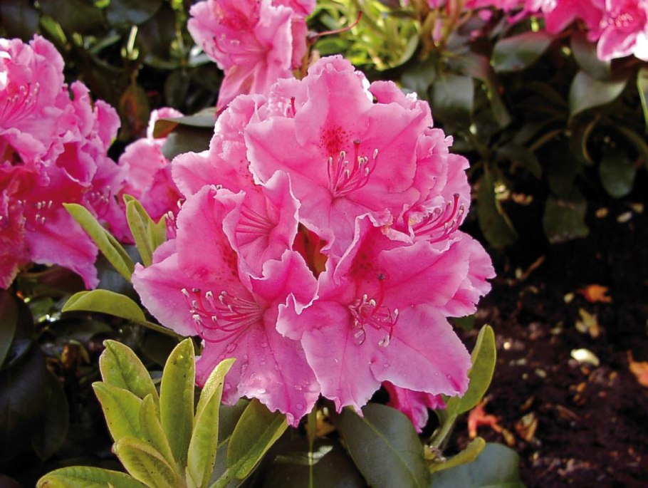 Рододендрон Bloombux