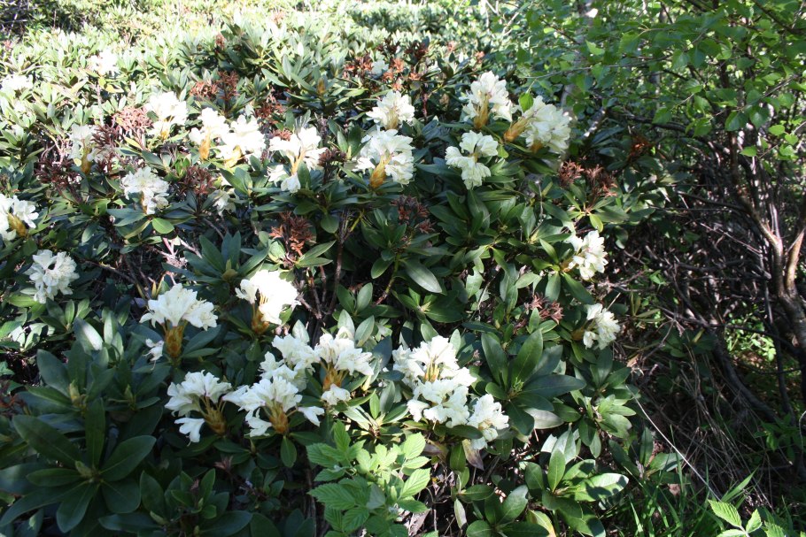 Рододендрон Западный Rhododendron occidentale
