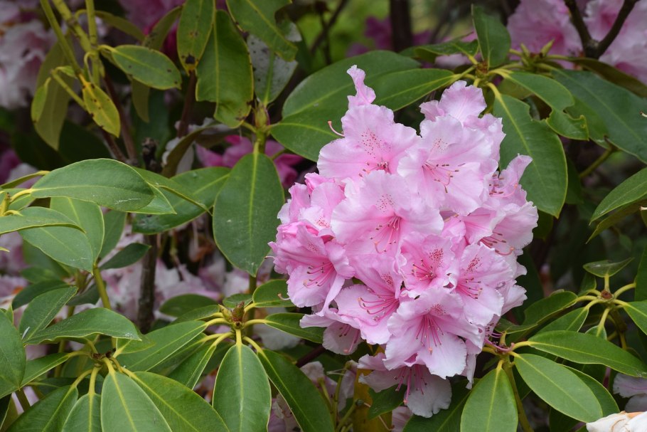Рододендрон Пржевальского