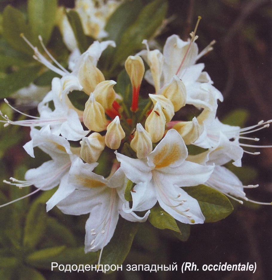 Рододендрон belami