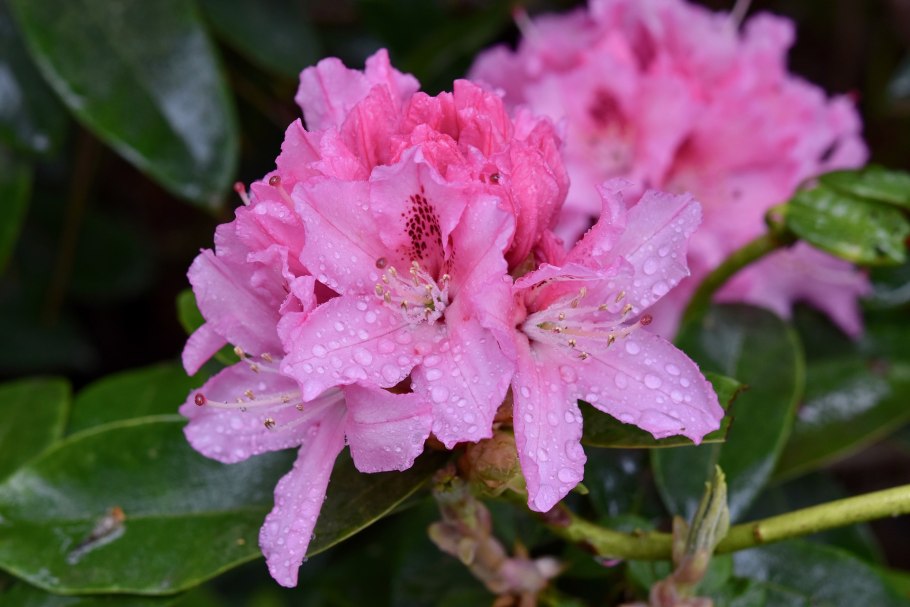 Rhododendron simsii