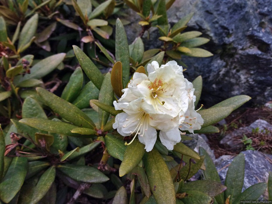 Кавказский рододендрон Абхазия