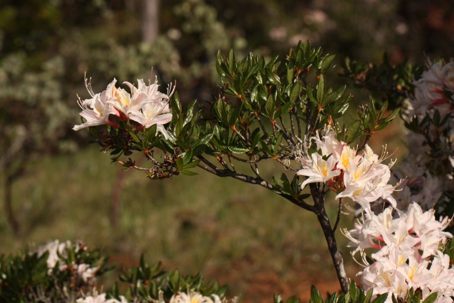 Листопадный рододендрон без цветов